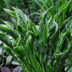 Funkia (Hosta) PRAYING HANDS - sadzonki