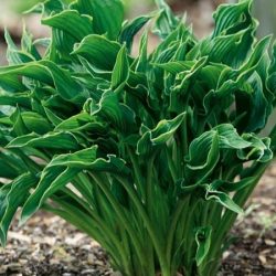 Funkia (Hosta) PRAYING HANDS - sadzonki