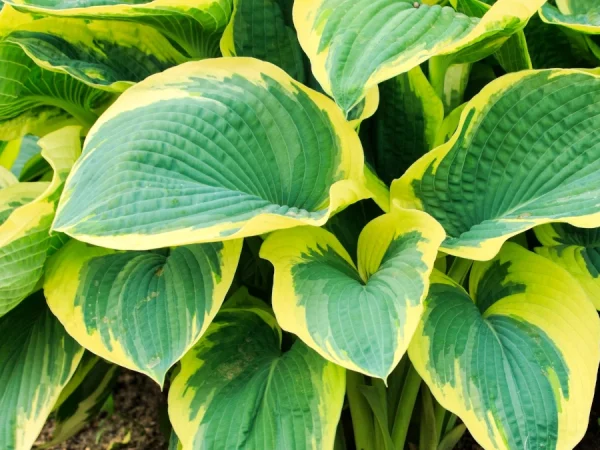 Funkia (Hosta) AMERICAN HALO - sadzonki