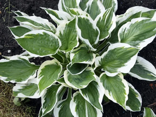 Funkia (hosta) PATRIOT - sadzonki