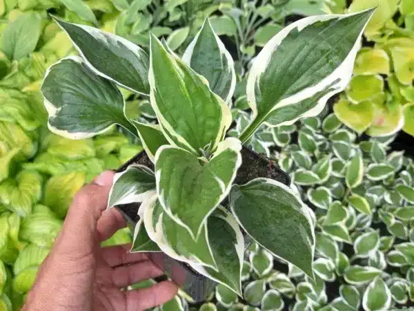 Funkia (hosta) MINUTE MAN - sadzonki w doniczkach P11