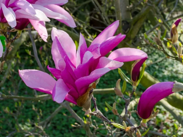 Magnolia BETTY - sadzonki C3