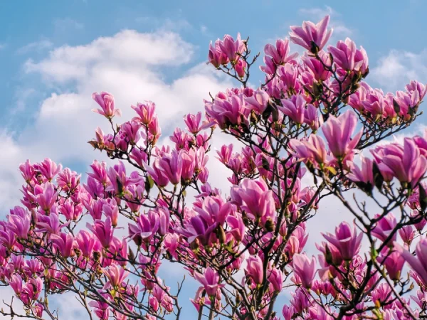 Magnolia BETTY - sadzonki C3