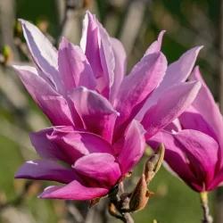Magnolia BETTY - sadzonki C3
