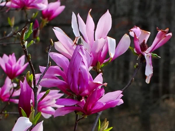 Magnolia BETTY - sadzonki C3
