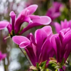 Magnolia SUSAN - sadzonki w doniczkach