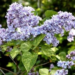 Lilak pospolity AUCUBAEFOLIA - sadzonki