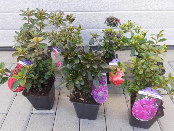 azalia-japonska-sadzonki-p11 Azalia japońska (azalea) - sadzonki w doniczkach P11