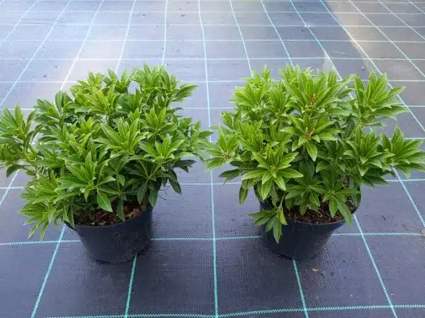 Pieris japoński CUPIDO - sadzonki w doniczkach C2