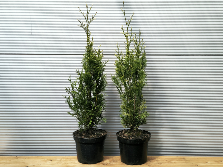 Żywotnik zachodni (thuja) AUREOSPICATA - sadzonki C2