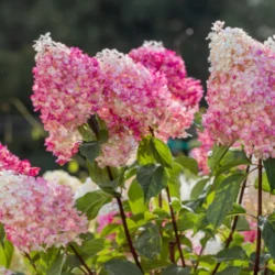 Hortensja bukietowa VANILLE FRAISE RENHY - sadzonki