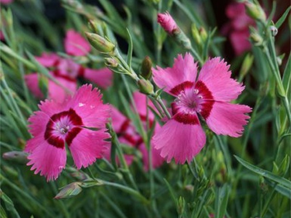 B176-gozdzik-siny-grandiflorus-3 Goździk siny GRANDIFLORUS - sadzonki