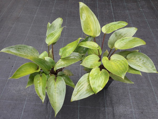 Funkia Hosta PURPLE HEART - sadzonki w doniczkach P11