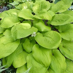 Funkia (hosta) GOLDEN WAFFELS - sadzonki