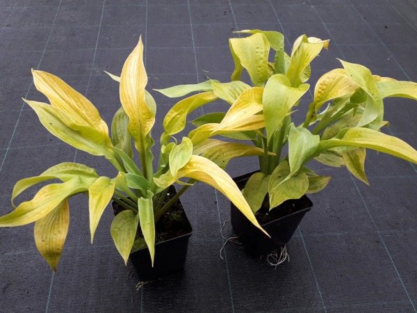 B178P11-funkia-hosta-golden-waffles-sadzonki Funkia Hosta GOLDEN WAFFELS - sadzonki w doniczkach P11