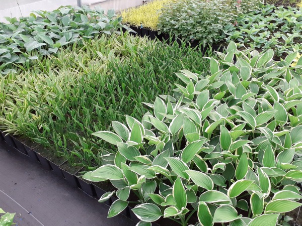 funkia-hosta-sadzonki-p11 Funkia (hosta) - sadzonki w doniczkach