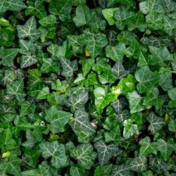 Bluszcz pospolity (hedera helix) - sadzonki w doniczkach