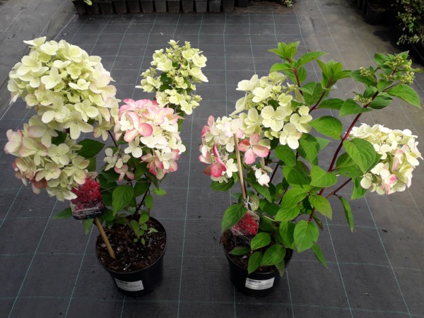 L301C30-hortensja-bukietowa-diamant-rouge-sadzonki Hortensja bukietowa 'Diamant Rouge' RENDIA - sadzonki w doniczkach C3