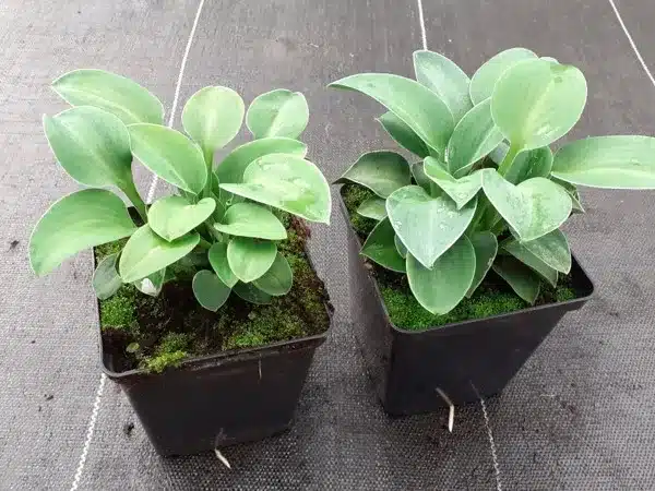 hosta-funkia-blue-mouse-ears-sadzonki-p11 Funkia (Hosta) BLUE MOUSE EARS - sadzonki w doniczkach P11