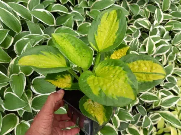 hosta-funkia-great-expectations-sadzonki-w-doniczkach-p13 Funkia (hosta) GREAT EXPECTATIONS - sadzonki w doniczkach P13