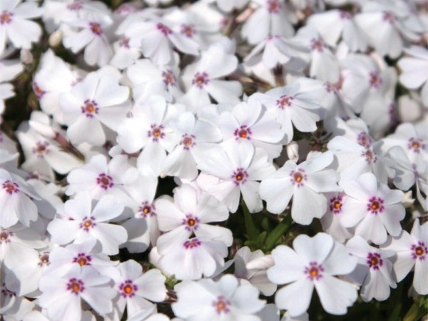 floks-szydlasty-amazing-grace-sadzonki-7 Floks szydlasty AMAZING GRACE - sadzonki