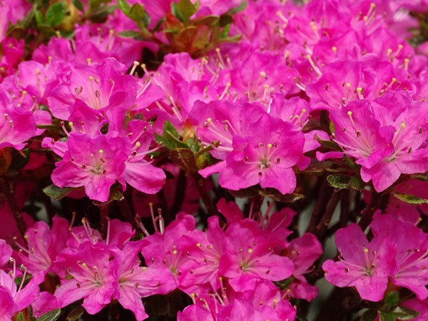 azalia-japonska-maiogi-sadzonki-6