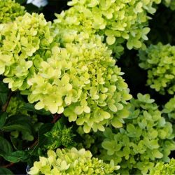 Hortensja bukietowa LITTLE LIME 'Jane' - sadzonki