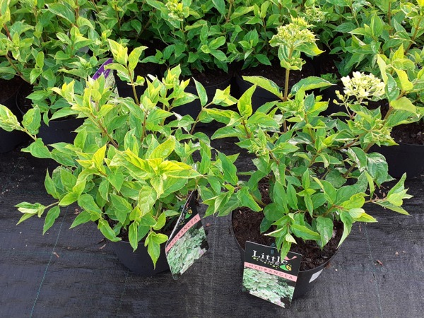 hortensja-bukietowa-little-lime-jane-sadzonki-c3 Hortensja bukietowa LITTLE LIME 'Jane' - sadzonki w doniczkach C3