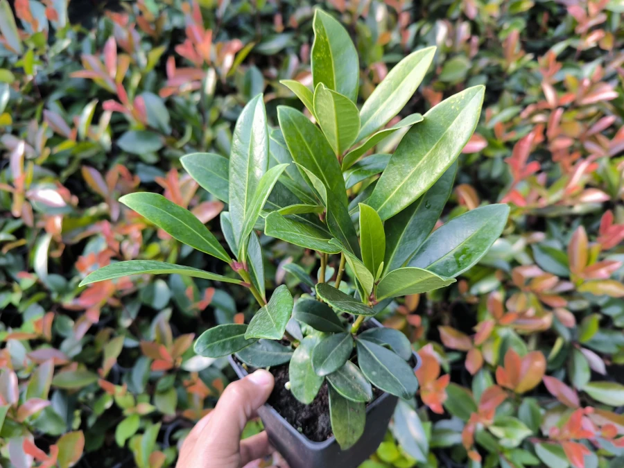 skimia-skimmia-japonska-rubella-sadzonki-c2 Skimia Skimmia japońska RUBELLA - sadzonki C2