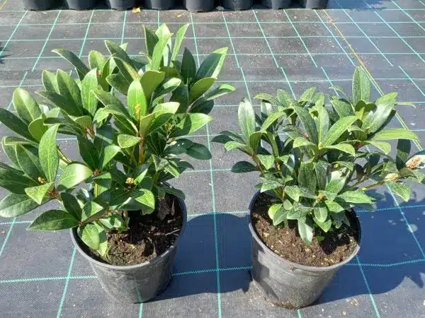 skimmia-japonica-skimia-japonska-rubella-sadzonki-w-doniczkach-c4 Skimia japońska (skimmia) RUBELLA - sadzonki w doniczkach C4