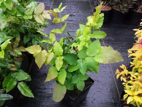 Mahonia pospolita - sadzonki w doniczkach C2