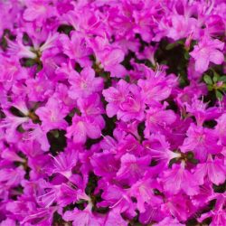 Azalia japońska GEISHA PURPLE - sadzonki w doniczkach
