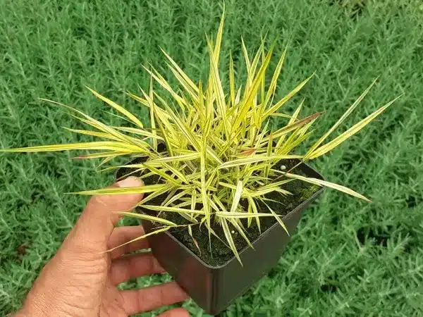 Hakonechloa smukła MULLED WINE - sadzonki w doniczkach P11