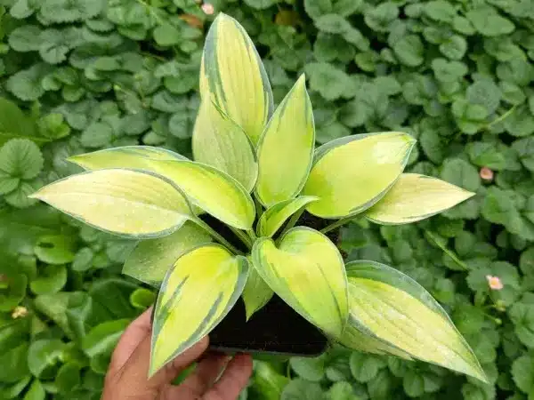 Funkia (Hosta) JUNE - sadzonki w doniczkach P11
