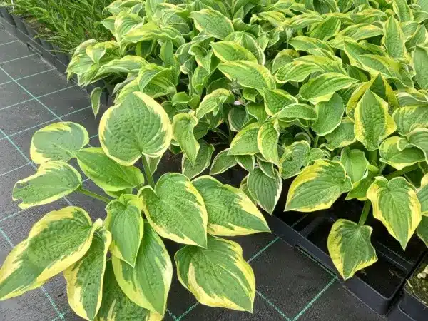 Funkia Hosta WIDE BRIM - sadzonki w doniczkach P11