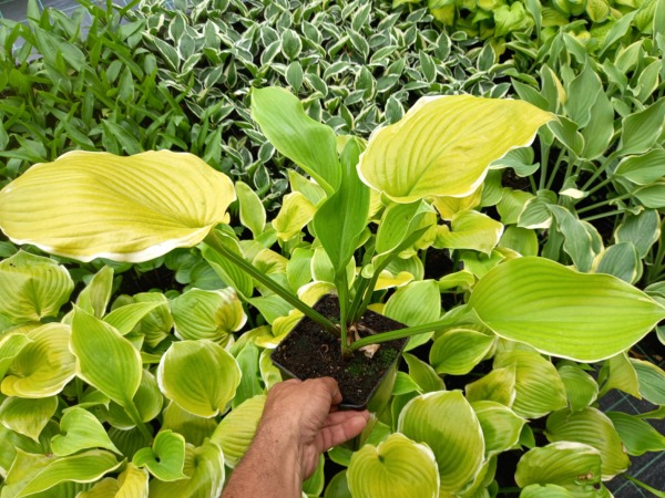 hosta-funkia-winter-snow-sadzonki-w-doniczkach-p13 Funkia (hosta) WINTER SNOW - sadzonki w doniczkach P13