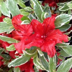 Azalia japońska GIRARD'S HOT SHOT VARIEGATA - sadzonki w doniczkach