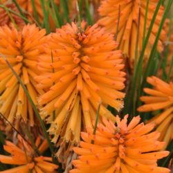 Trytoma POCO ORANGE - sadzonki w doniczkach