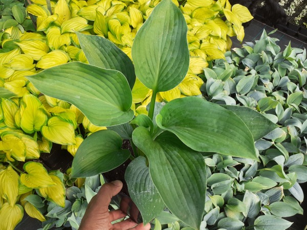 Funkia (hosta) ELEGANS - sadzonki w doniczkach P11