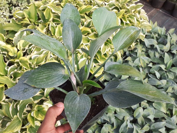 hosta-funkia-halcyon-sadzonki-p11 Funkia (hosta) HALCYON - sadzonki w doniczkach P11