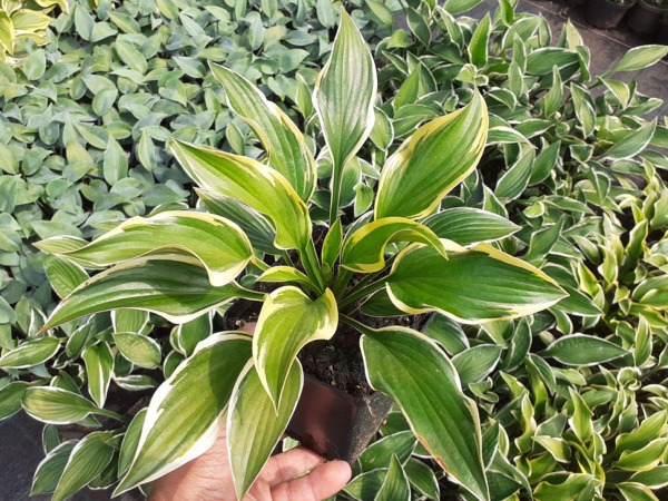 Funkia (hosta) QUEEN JOSEPHINE - sadzonki w doniczkach P11