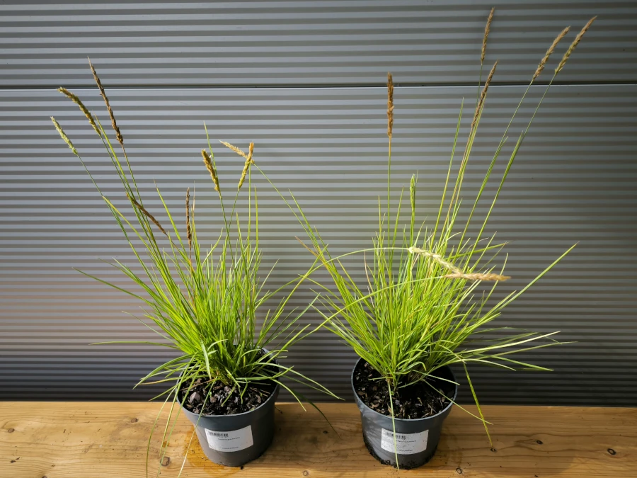 Sesleria jesienna - Sadzonki w doniczkach C2