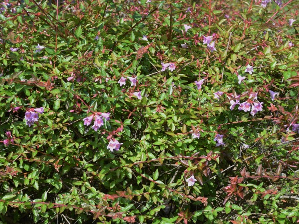 abelia-edward-goucher-sadzonki-2-cc Abelia EDWARD GOUCHER - sadzonki w doniczkach