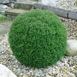Żywotnik zachodni (thuja) TEDDY - sadzonki