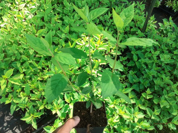 hortensja-bukietowa-magical-sweet-summer-sadzonki-p9