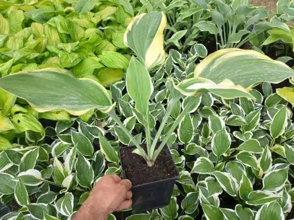 hosta-funkia-regal-splendor-sadzonki-w-doniczkach-p13 Funkia (hosta) REGAL SPLENDOR - sadzonki w doniczkach P13