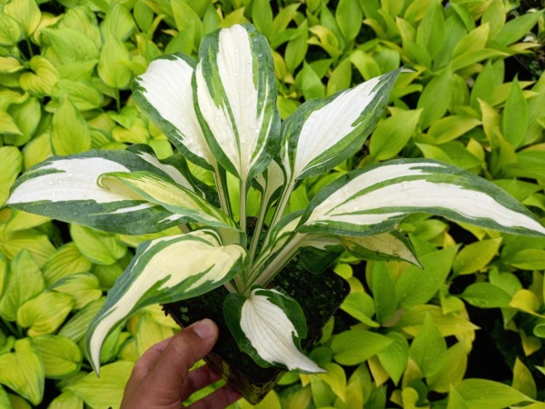 Funkia (hosta) HANS - sadzonki w doniczkach P11