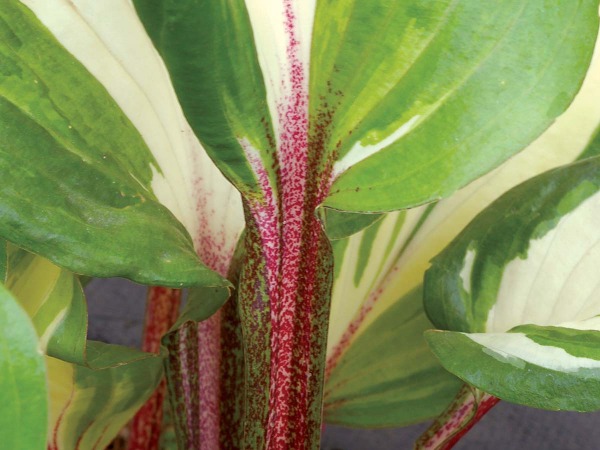 Funkia (hosta) RASPBERRY SUNDAE - sadzonki w doniczkach