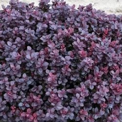 Berberys thunberga CONCORDE - sadzonki