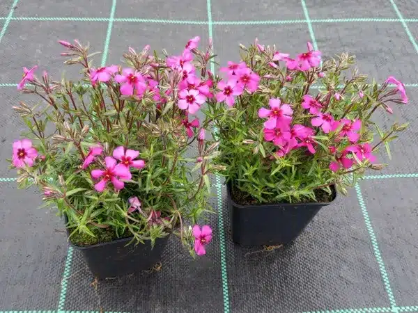 Floks szydlasty SPRING SCARLET - sadzonki w doniczkach P9